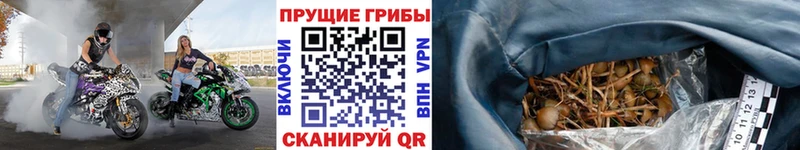 наркота  Орлов  Псилоцибиновые грибы ЛСД 